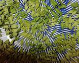 レンジで簡単粉山椒作り(孫達に伝授)作り方4写真