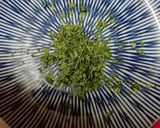 レンジで簡単粉山椒作り(孫達に伝授)作り方5写真
