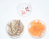 【つめたい麺】アジ天おろしざるうどん作り方1写真