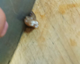 豚肉と生きくらげの卵炒め。作り方1写真