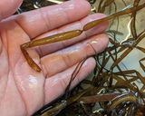 愛知の魚 乾燥カヤモノリ作り方1写真