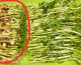 レンジで簡単!豆苗豚バラ巻き作り方1写真
