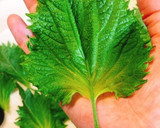 青じそときゅうりの旨味巻き中華漬け作り方5写真