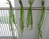 酸豇豆(酸豆角)作り方1写真