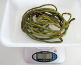 酸豇豆(酸豆角)作り方6写真