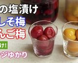 ★梅干し① 梅の塩漬け　塩漬け梅作り方13写真