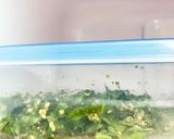 ご飯が進む！大葉の醤油漬け作り方5写真