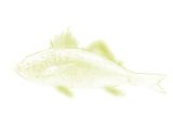 サッパリが特徴！イサキの煮付け作り方1写真