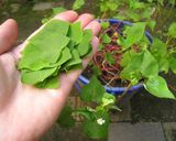 そばの葉茶作り方1写真