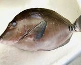 白身魚のケイジャンムニエル作り方1写真