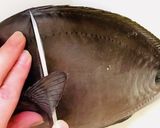 白身魚のケイジャンムニエル作り方3写真