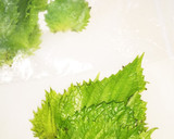 旬の 茗荷 ・大葉 を食べました作り方5写真