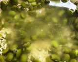栄養満点☆枝豆甘酒作り方2写真