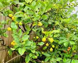レモンパウンドケーキ作り方10写真