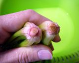 栄養を逃がすな！ほうれん草のゆで方✿作り方5写真