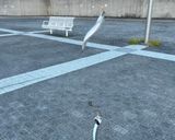 サビキで釣ったイワシのオイルサーディン作り方1写真