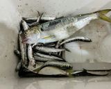 サビキで釣ったイワシのオイルサーディン作り方2写真