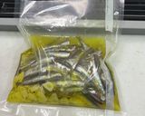 サビキで釣ったイワシのオイルサーディン作り方13写真