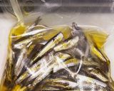 サビキで釣ったイワシのオイルサーディン作り方18写真
