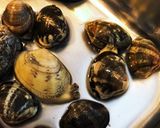 [直ぐに調理したい時の！]あさりの砂抜き作り方5写真