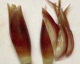 オクラと砂肝の香味炒め作り方6写真