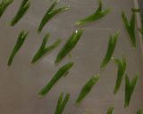 金魚鉢ゼリー作り方7写真