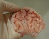 頭料理-大型魚の内臓で作る郷土メシ-作り方7写真