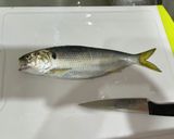 大阪港で釣れた　コハダのカンタン酢漬け作り方3写真
