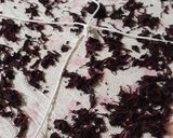 梅干しに使った赤紫蘇を干してふりかけに～作り方1写真