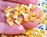 乾燥とうもろこしとコーンミールの作り方作り方4写真