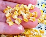 乾燥とうもろこしとコーンミールの作り方作り方4写真