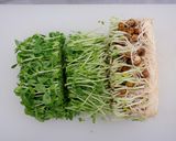 もやしと豆苗のごまだれ和え作り方1写真