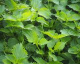 青シソのジュース作り方1写真