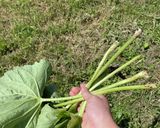 フキの煮物作り方1写真