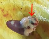 鶏レバーのウスターソース漬け作り方2写真