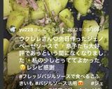 フレッシュバジルソースで食べるこふきいも作り方14写真