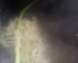 アスパラと玉ねぎの辛うま焼きそば♪作り方2写真