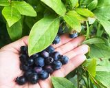 ブルーベリー炭酸水作り方1写真