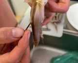【簡単材料】イカの塩辛【写真付説明】作り方9写真