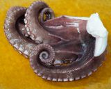 【油跳ね対策】釣りタコの唐揚げ作り方2写真