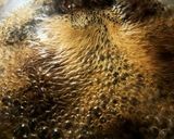 きゅうりの緑で爽やかツルツルそうめん♪作り方1写真