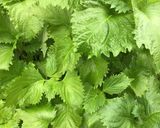 新鮮な生野菜にオリーブオイル!作り方1写真