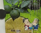 紅茶とミルクの寒天〜平兵衛酢シロップ〜作り方6写真