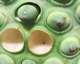 蓮の実ごはん作り方1写真