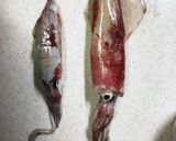 若狭湾のケンサキイカの刺身作り方1写真