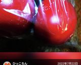 冷凍トマトの皮むき湯剥きじゃないよ簡単！作り方4写真
