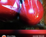 冷凍トマトの皮むき湯剥きじゃないよ簡単！作り方4写真