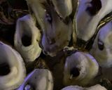 ロックフェラーオイスター作り方1写真