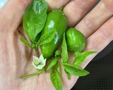 ピーマンの葉で!ご飯に合う梅のりおかか作り方3写真