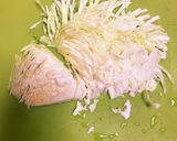 キャベツのコールスローサラダ作り方4写真